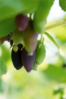 Blaue Heckenkirsche „Myberry Farm“ 8 Blaue Heckenkirsche „Myberry Farm“ – Bild 6