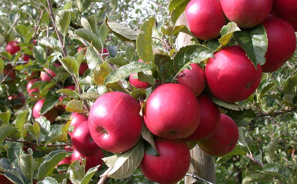 Blumen Risse Verkaufsladen -Blumen Risse Verkaufsladen Malus domestica 967x600 proportionalsmallest