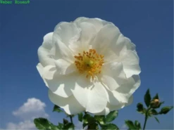 Beetrose „Diamant“