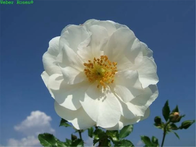 Beetrose „Diamant“ 2 Beetrose „Diamant“