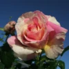 Edelrose „Claude Monet“