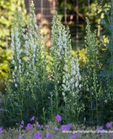 Garten-Eisenhut „Schnewittchen“ 4 Garten-Eisenhut „Schnewittchen“ – Bild 2