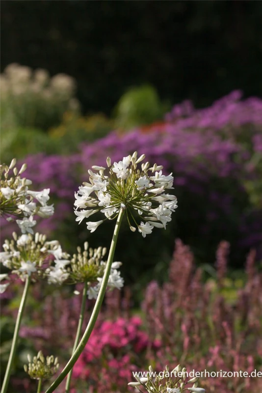 Afrika-Schmucklilie 3 Afrika-Schmucklilie