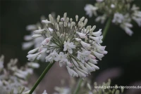 Afrika-Schmucklilie 9 Afrika-Schmucklilie – Bild 7