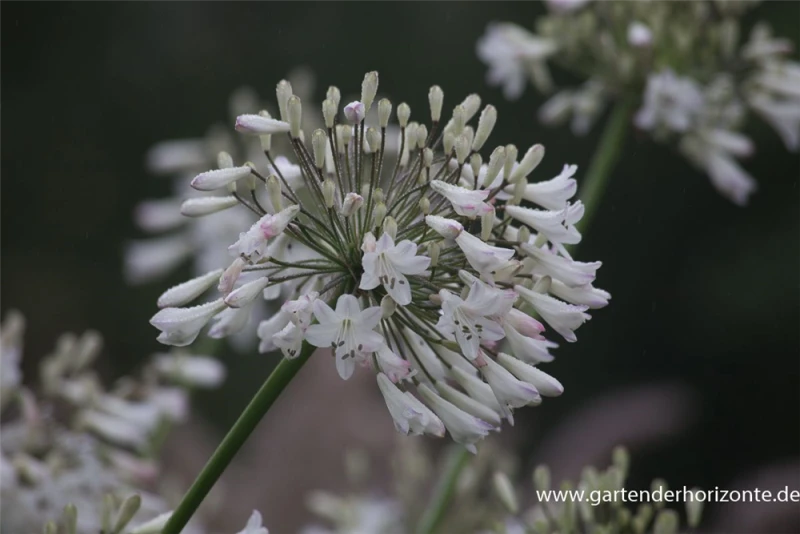 Afrika-Schmucklilie 4 Afrika-Schmucklilie – Bild 2