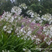 Afrika-Schmucklilie 10 Afrika-Schmucklilie – Bild 8