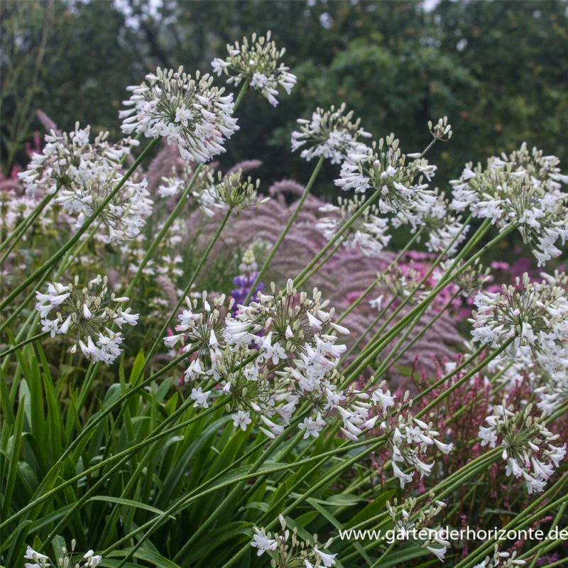 Afrika-Schmucklilie 5 Afrika-Schmucklilie – Bild 3
