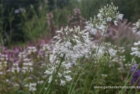 Afrika-Schmucklilie 12 Afrika-Schmucklilie – Bild 10