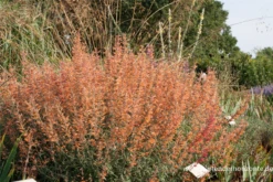 Garten-Duftnessel „Firebird“ -Blumen Risse Verkaufsladen P2000107 2 800x800