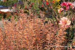 Garten-Duftnessel „Firebird“ -Blumen Risse Verkaufsladen P2000107 3 800x800