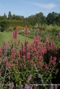 Garten-Duftnessel „Red Fortune“ -Blumen Risse Verkaufsladen P2000111 2 800x800