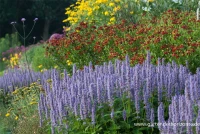Garten-Duftnessel „Blue Fortune“ 11 Garten-Duftnessel „Blue Fortune“ – Bild 9
