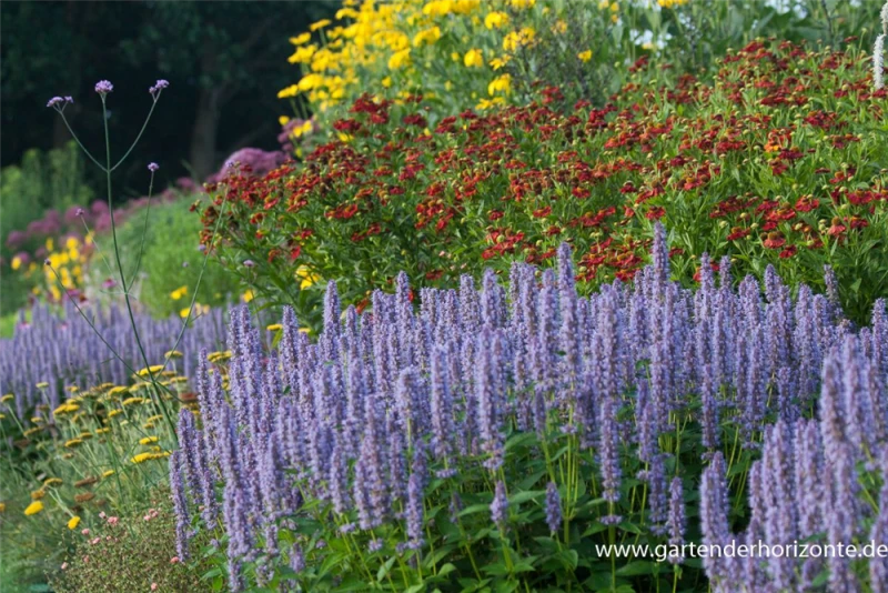 Garten-Duftnessel „Blue Fortune“ 3 Garten-Duftnessel „Blue Fortune“
