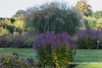 Garten-Duftnessel „Blue Fortune“ 12 Garten-Duftnessel „Blue Fortune“ – Bild 10