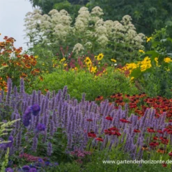 Garten-Duftnessel „Blue Fortune“ 20 Garten-Duftnessel „Blue Fortune“ -Blumen Risse Verkaufsladen P2000119 3 800x800