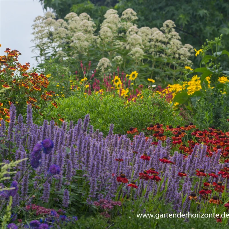 Garten-Duftnessel „Blue Fortune“ 5 Garten-Duftnessel „Blue Fortune“ – Bild 3