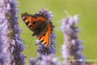 Garten-Duftnessel „Blue Fortune“ 14 Garten-Duftnessel „Blue Fortune“ – Bild 12