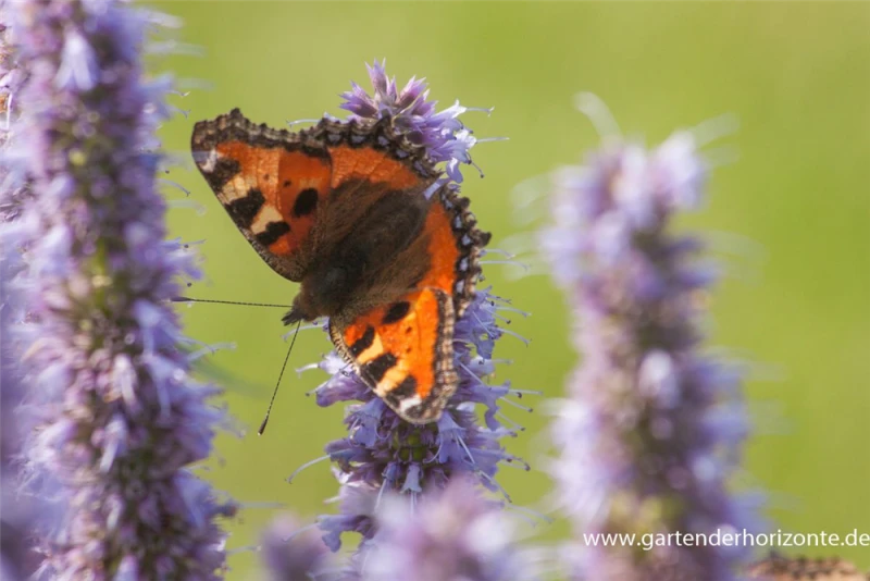 Garten-Duftnessel „Blue Fortune“ 6 Garten-Duftnessel „Blue Fortune“ – Bild 4