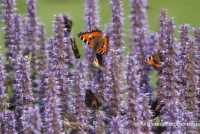 Garten-Duftnessel „Blue Fortune“ 15 Garten-Duftnessel „Blue Fortune“ – Bild 13