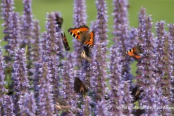 Garten-Duftnessel „Blue Fortune“ 22 Garten-Duftnessel „Blue Fortune“ -Blumen Risse Verkaufsladen P2000119 5 800x800