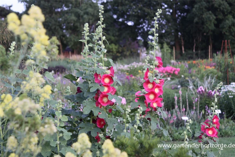 Feigenblättrige Stockrose 2 Feigenblättrige Stockrose