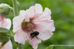 Feigenblättrige Stockrose 17 Feigenblättrige Stockrose -Blumen Risse Verkaufsladen P2000141 3 800x800