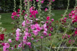 Feigenblättrige Stockrose 18 Feigenblättrige Stockrose -Blumen Risse Verkaufsladen P2000141 4 800x800