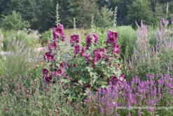 Feigenblättrige Stockrose 19 Feigenblättrige Stockrose -Blumen Risse Verkaufsladen P2000141 5 800x800