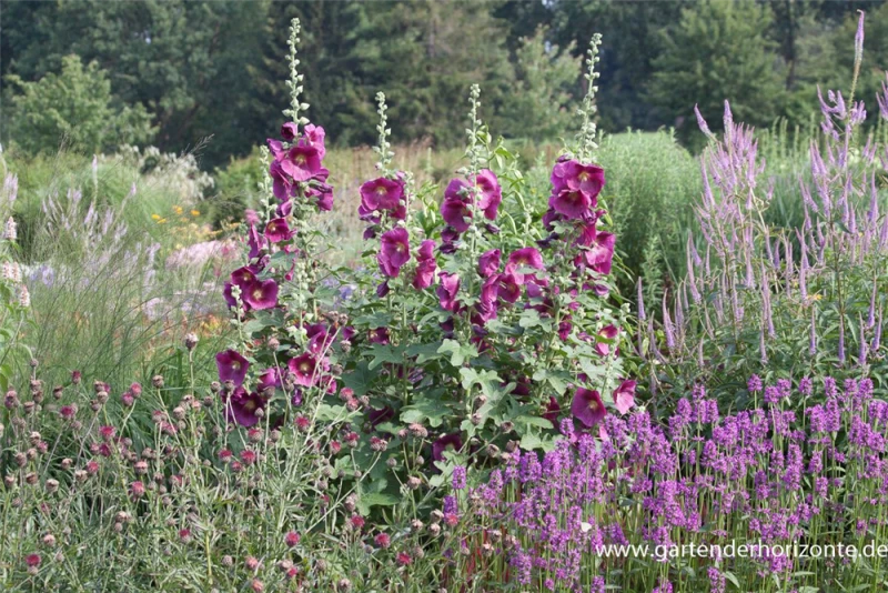 Feigenblättrige Stockrose 6 Feigenblättrige Stockrose – Bild 5