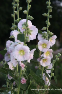Feigenblättrige Stockrose 20 Feigenblättrige Stockrose -Blumen Risse Verkaufsladen P2000141 6 800x800