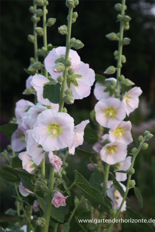 Feigenblättrige Stockrose 7 Feigenblättrige Stockrose – Bild 6