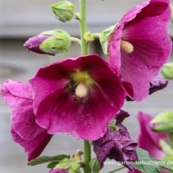 Feigenblättrige Stockrose 21 Feigenblättrige Stockrose -Blumen Risse Verkaufsladen P2000141 7 800x800