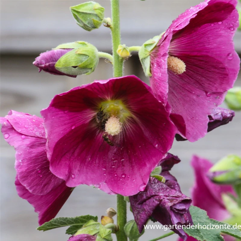Feigenblättrige Stockrose 8 Feigenblättrige Stockrose – Bild 7