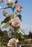 Bastardmalve „Parkfrieden“ 5 Bastardmalve „Parkfrieden“ – Bild 3