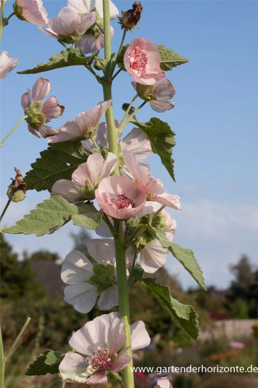 Bastardmalve „Parkfrieden“ 3 Bastardmalve „Parkfrieden“