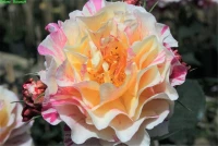 Edelrose „Maurice Utrillo“ 5 Edelrose „Maurice Utrillo“ – Bild 3