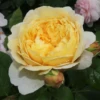 Strauchrose „Charles Darwin“