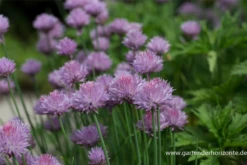 Schnittlauch -Blumen Risse Verkaufsladen P2000177 2 800x800