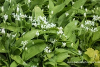 Bärlauch 9 Bärlauch – Bild 7