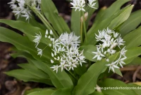 Bärlauch 10 Bärlauch – Bild 8