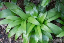 Bärlauch 16 Bärlauch -Blumen Risse Verkaufsladen P2000183 3 800x800