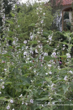 Echter Apotheker-Eibisch -Blumen Risse Verkaufsladen P2000187 2 800x800