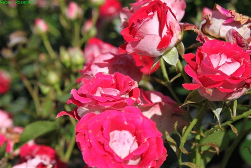 Garten-Berg-Steinkraut „Berggold“ 3 Garten-Berg-Steinkraut „Berggold“