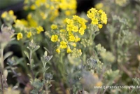 Garten-Berg-Steinkraut „Berggold“ 10 Garten-Berg-Steinkraut „Berggold“ – Bild 8