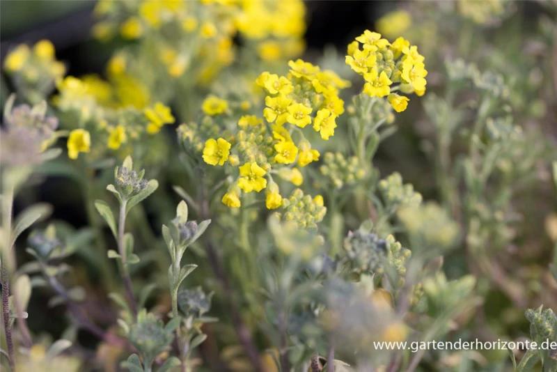 Garten-Berg-Steinkraut „Berggold“ 4 Garten-Berg-Steinkraut „Berggold“ – Bild 2