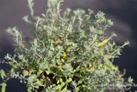 Garten-Berg-Steinkraut „Berggold“ 11 Garten-Berg-Steinkraut „Berggold“ – Bild 9