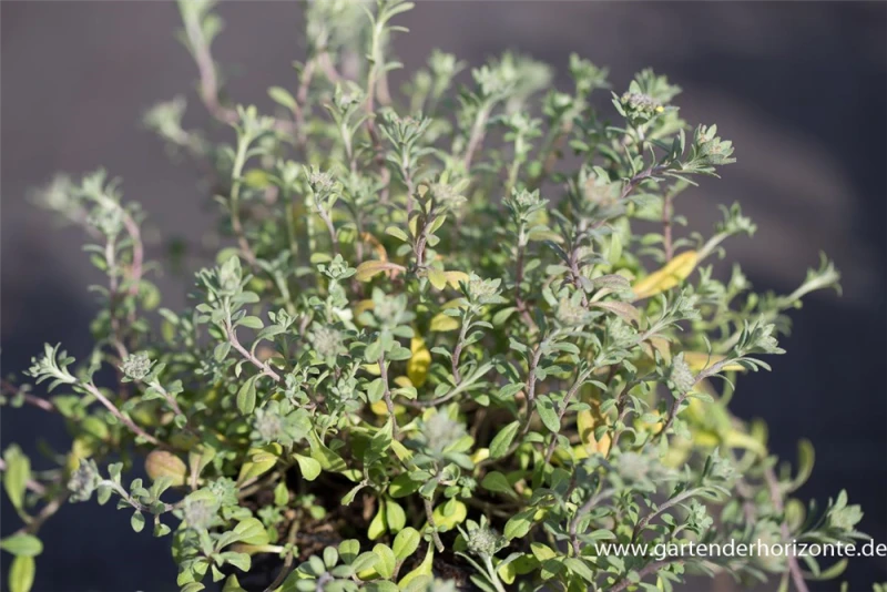 Garten-Berg-Steinkraut „Berggold“ 5 Garten-Berg-Steinkraut „Berggold“ – Bild 3