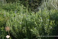 Gewöhnlicher Röhrenstern 7 Gewöhnlicher Röhrenstern – Bild 5