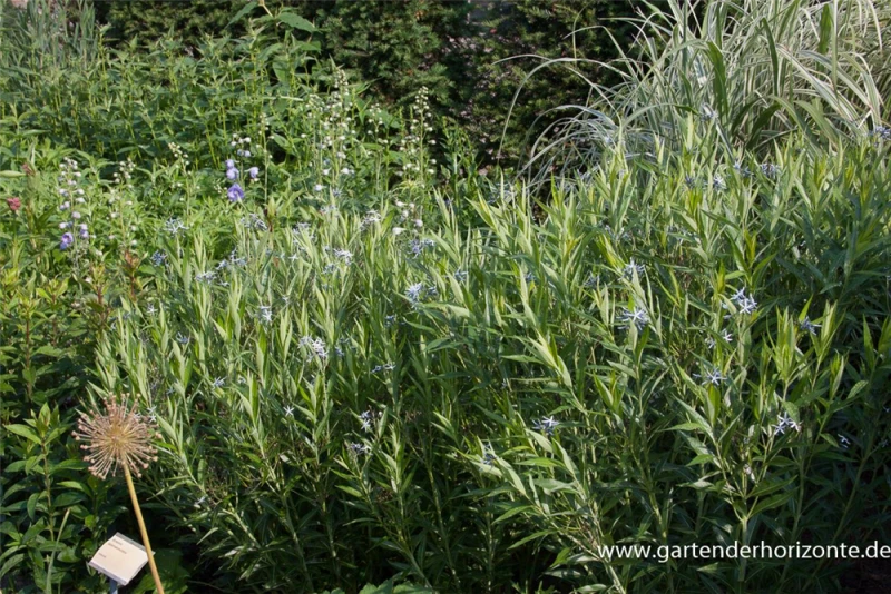 Gewöhnlicher Röhrenstern 3 Gewöhnlicher Röhrenstern