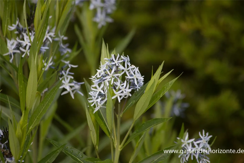 Gewöhnlicher Röhrenstern 4 Gewöhnlicher Röhrenstern – Bild 2